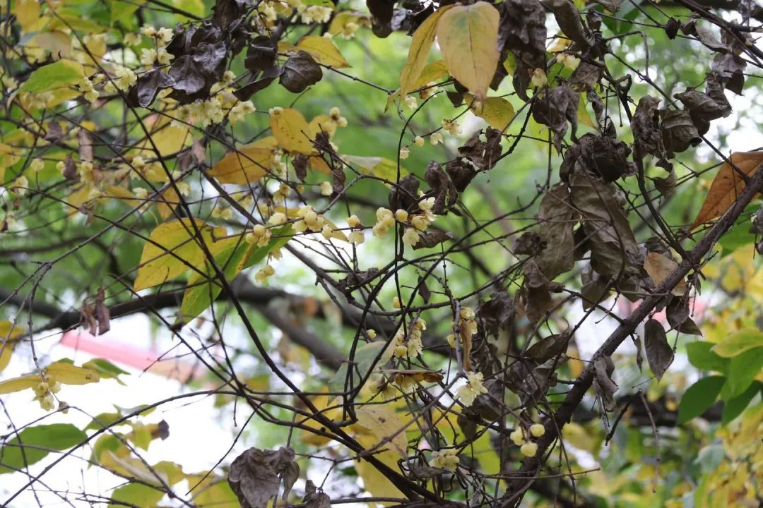 陆游春节的诗,陆游写的关于成都的诗