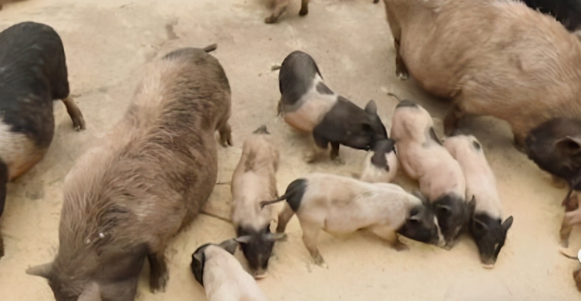 河北唐山大姐,农民养猪带领村民致富