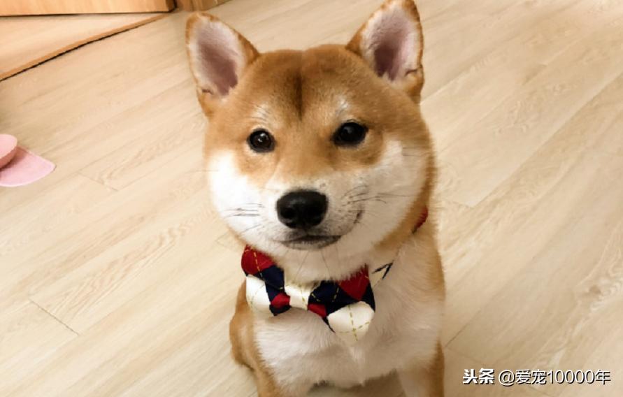 柴犬领地意识太强怎么办,柴犬家里出现领地意识