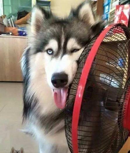 狗狗中暑症状和解救方法,狗狗中暑自救视频