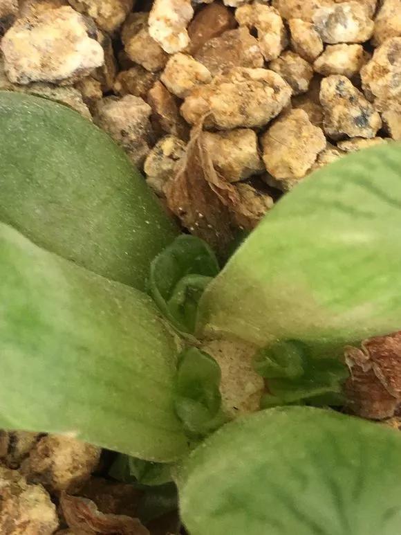 玉露徒长了如何解决,玉露徒长叶子细长干瘪还能恢复吗