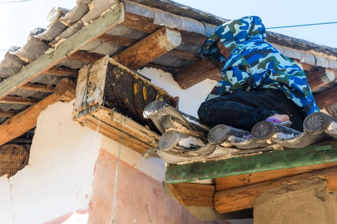 土蜂蜜取蜜全过程,土蜂蜜正确取蜜方法