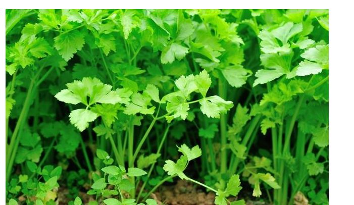 香菜和大蒜高产的种植方法,香菜怎么种出苗快还高产