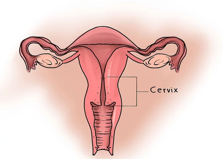 外阴萎缩是怎么检查出来的,外阴萎缩是怎么导致