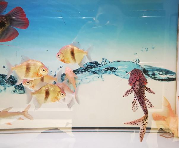 蛋白虫对鱼有什么危害,蛋白虫对鱼苗有危害吗