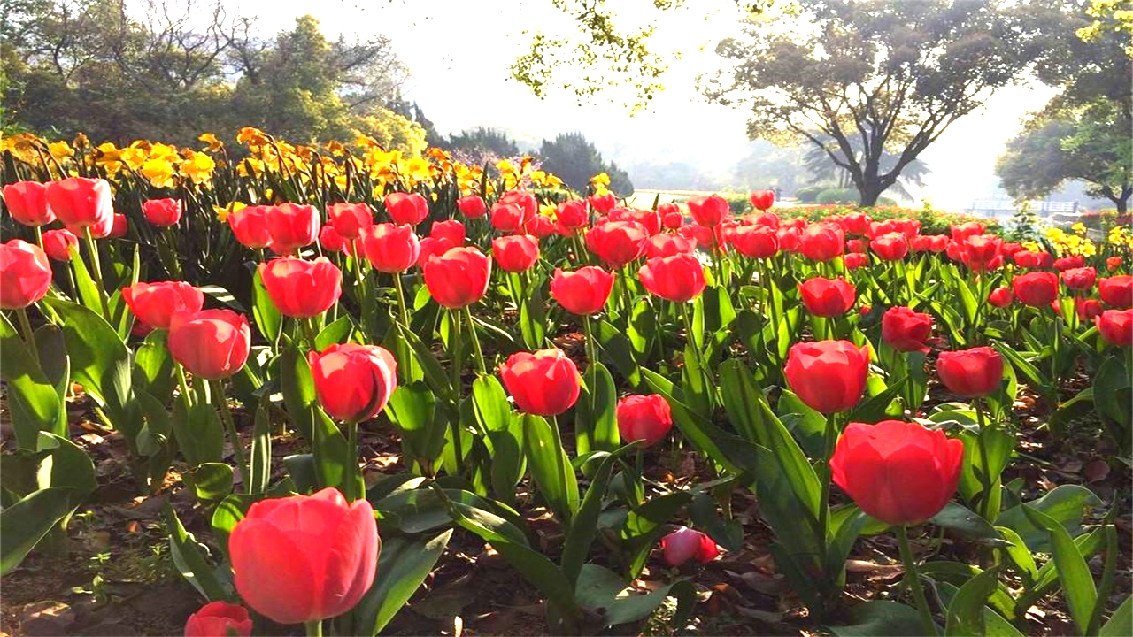 无锡梅园梅花已盛开,无锡梅园百合花节