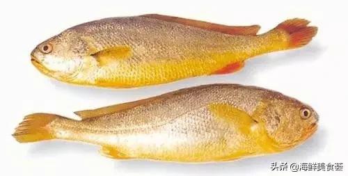 常见的鱼虾蟹等海鲜的认识,虾蟹类海鲜大全