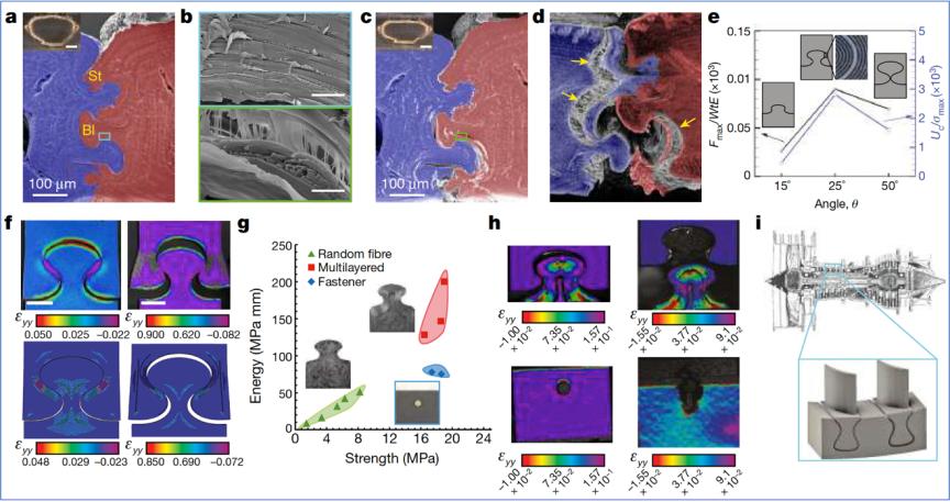 这种小虫凭借“头铁”登上《自然》，汽车都压不死它