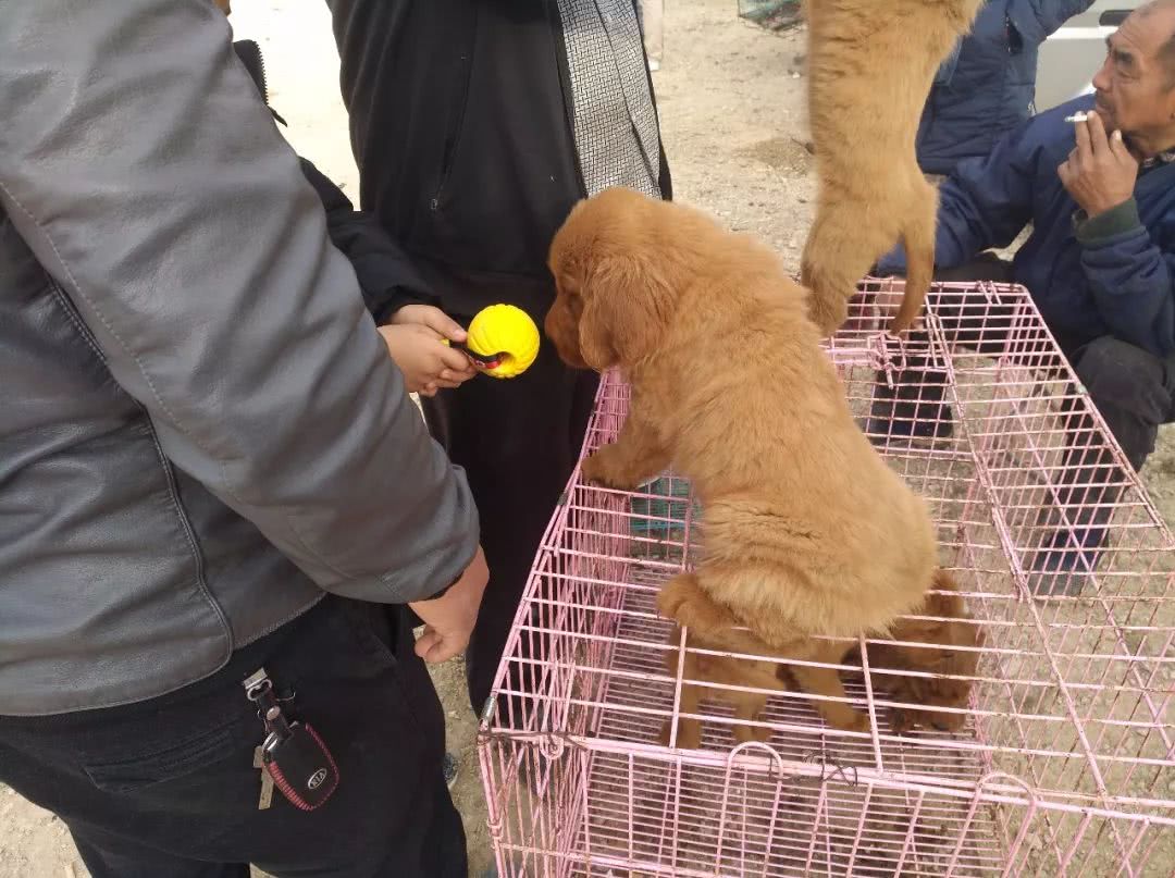 狗市场金毛幼犬出售,狗市商贩卖金毛