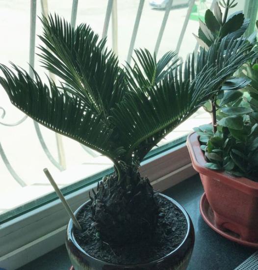 养铁树最好的方法,家庭养小型铁树