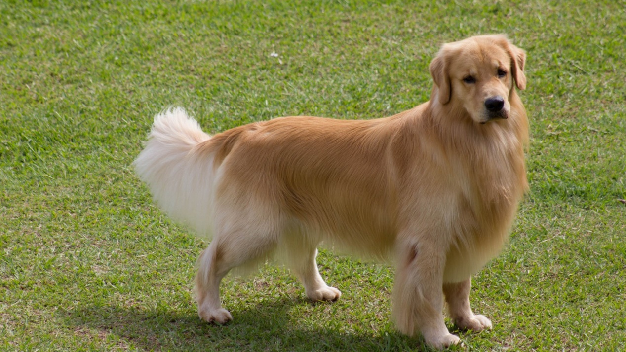 怎么保护金毛幼犬肠胃健康,金毛狗得肠胃病该怎么照顾