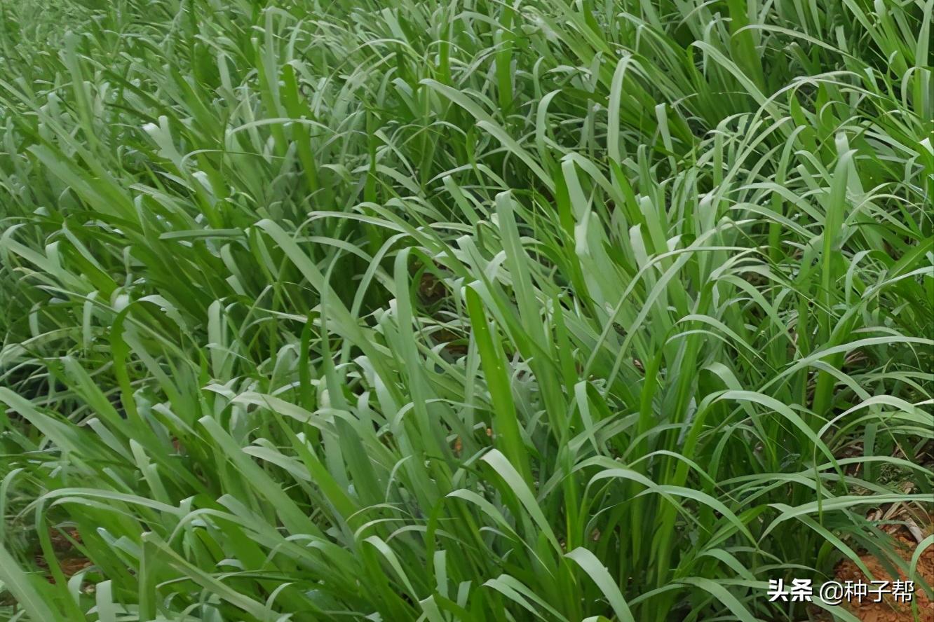 增润草种植技术,增润草在山东可以种吗