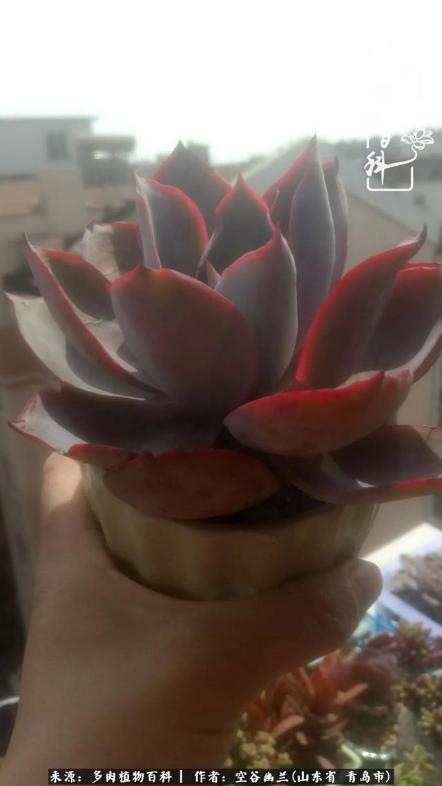 多肉最美的时光,多肉惊艳我的时光