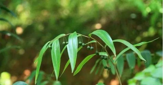 未来中药材种植是什么,中国现在的中药材种植情况