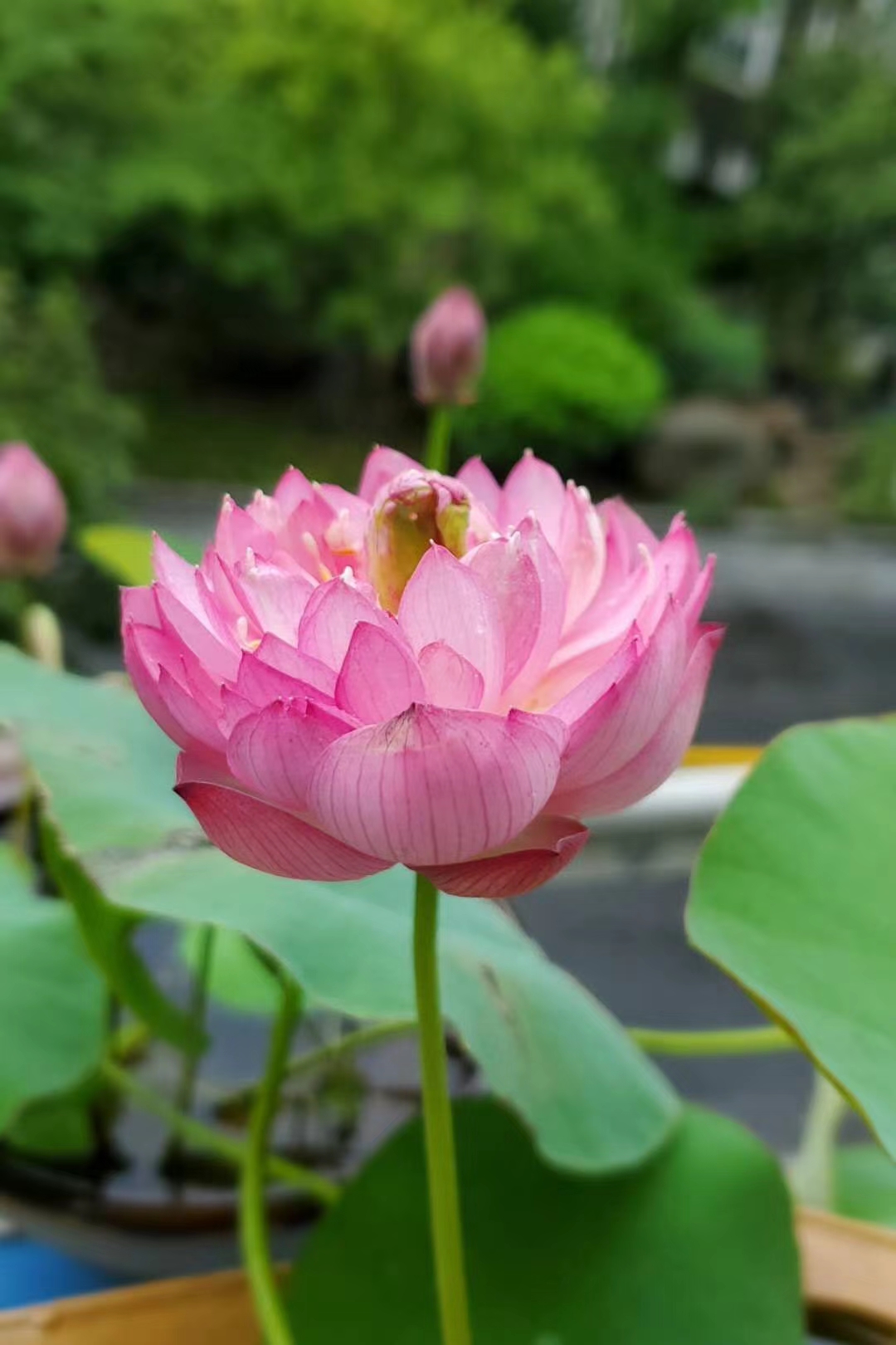 碗莲的种植方法详解图片大全,碗莲一年四季都可以种吗图片