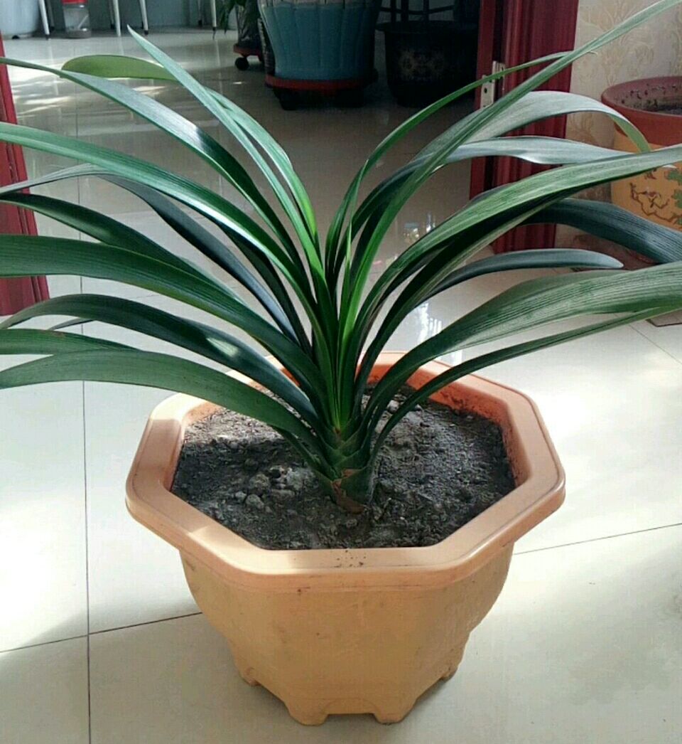 君子兰换盆的正确方法和浇水,君子兰换盆后要多少天浇第一次水