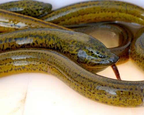 2022年特种养殖前景最好的品种,目前养殖业最赚钱的项目