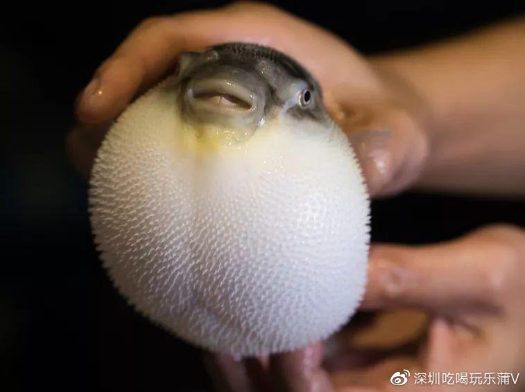 宝安人的顺德饭堂,生蚝用木桶蒸,还加黑松露