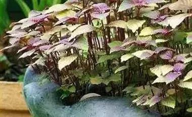 一种野菜治一种病，还能养颜瘦下10斤！为了家人，赶紧收藏！