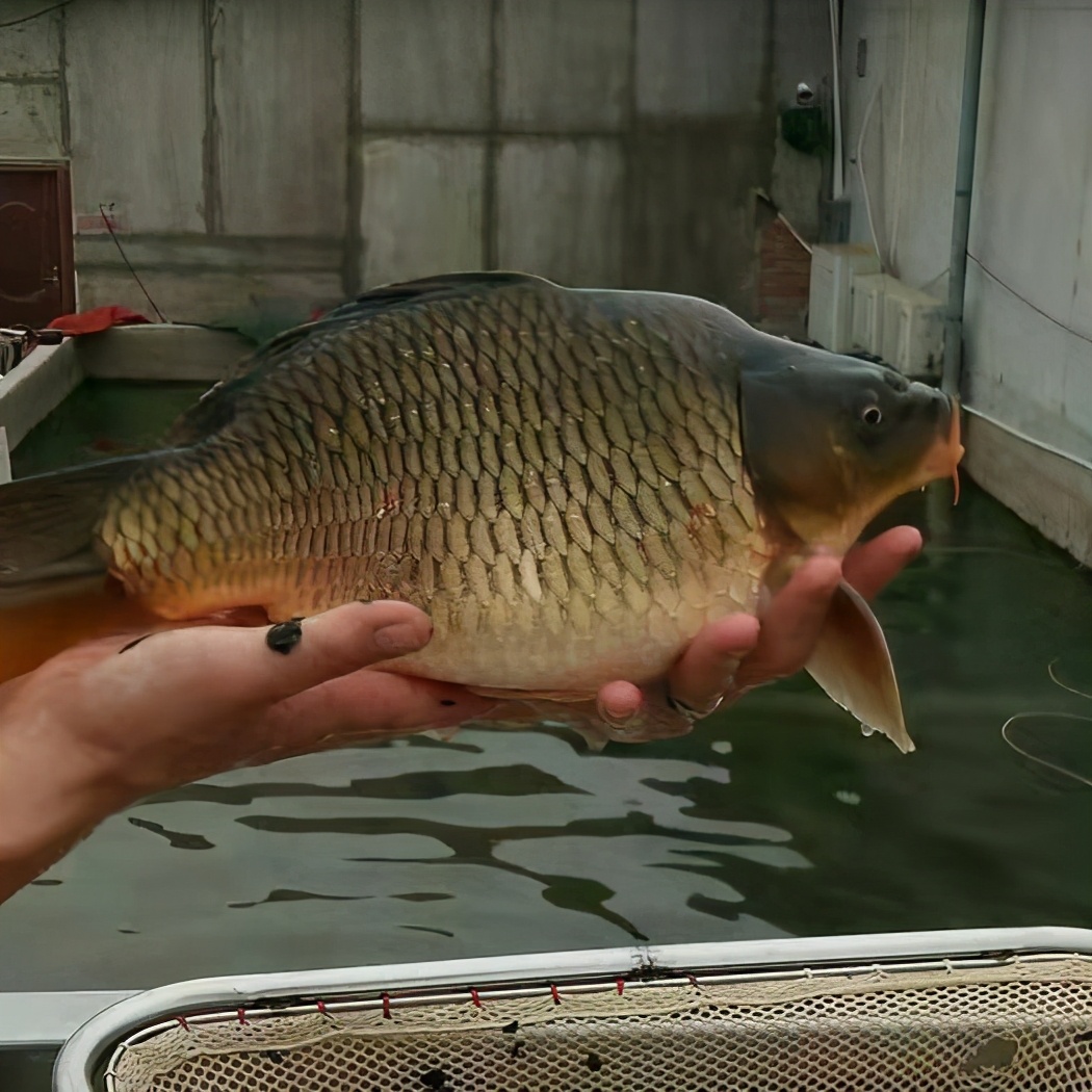 荷包鲤鱼是什么样的,荷包鲤鱼观赏鱼