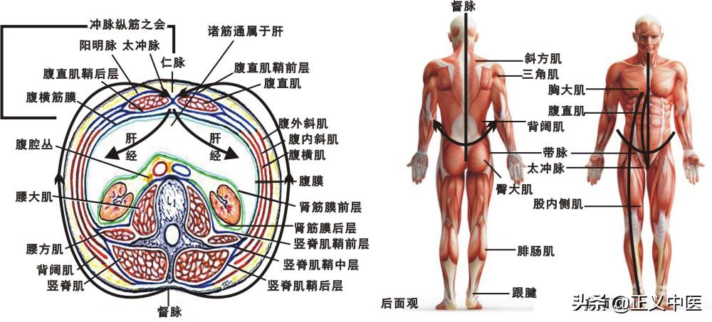 经脉与经脉靠什么相互连接,经脉与经脉的连接
