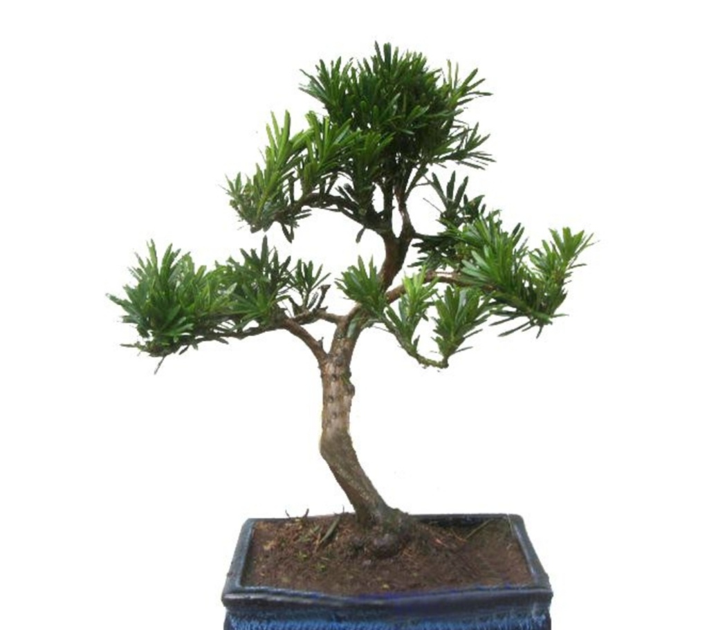 罗汉松盆景养殖方法和注意事项,罗汉松盆景怎么养长得好