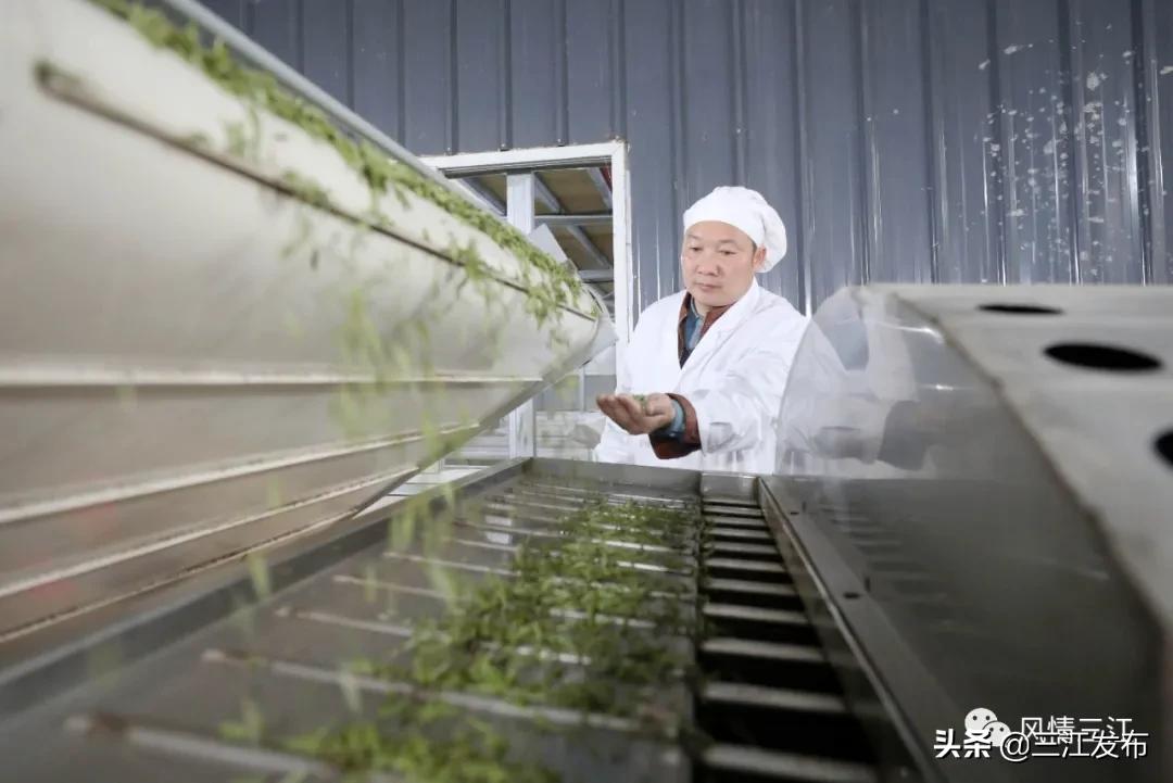 侗乡赶制早春茶,春茶上市喝真茶还是套路