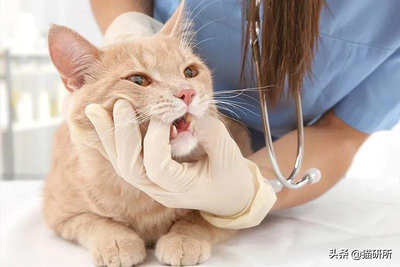 猫咪呼吸麻醉前需要诱导麻醉吗,猫镇静用什么