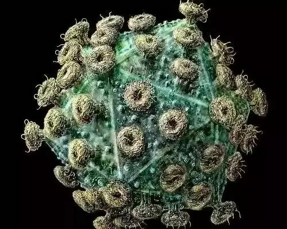 hivhpvhsv什么区别,hsv与hpv有什么区别
