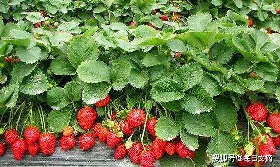 吉林市神农庄园温泉,吉林市神农庄园温泉度假村