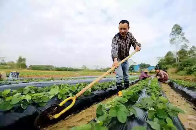 彩色地膜的作用,地膜都有什么作用