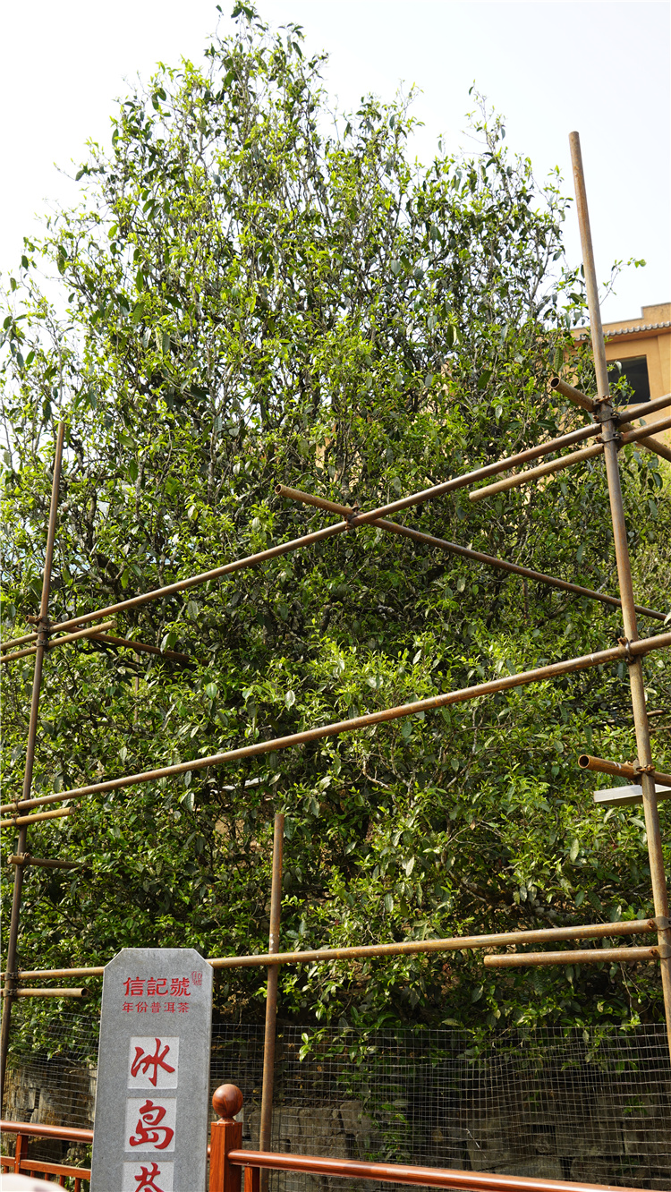 冰岛五寨哪个寨的冰岛茶最好,冰岛五寨普洱茶的口感