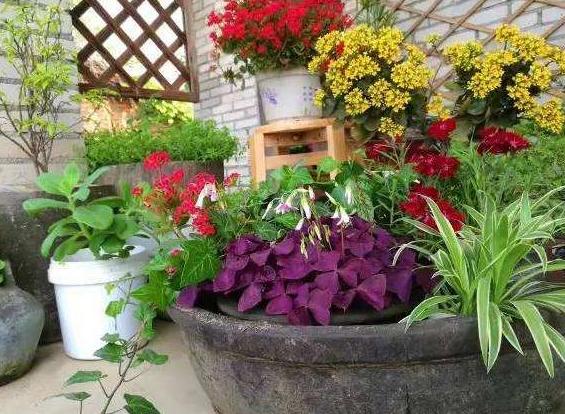 通用营养土养花专用土,蜂窝煤养花怎么处理视频