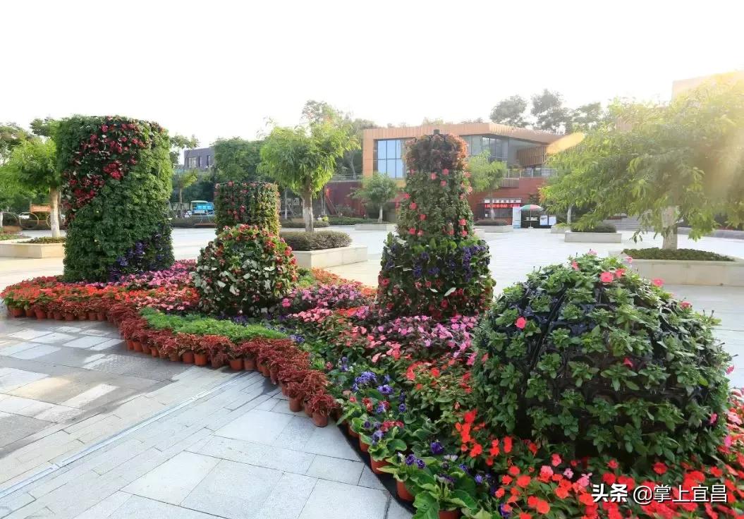 宜昌花海美景,宜昌哪里的花海最美