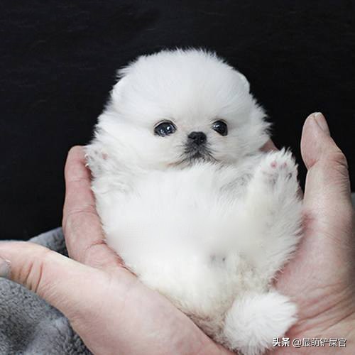 茶杯犬的痛苦,茶杯犬到底有多痛苦