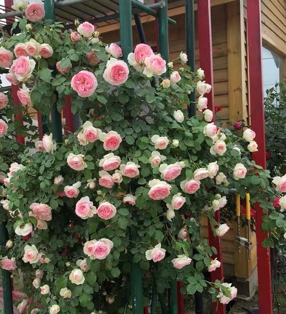 蔷薇只有一根枝条开花怎样爆盆,蔷薇养护方法和注意事项