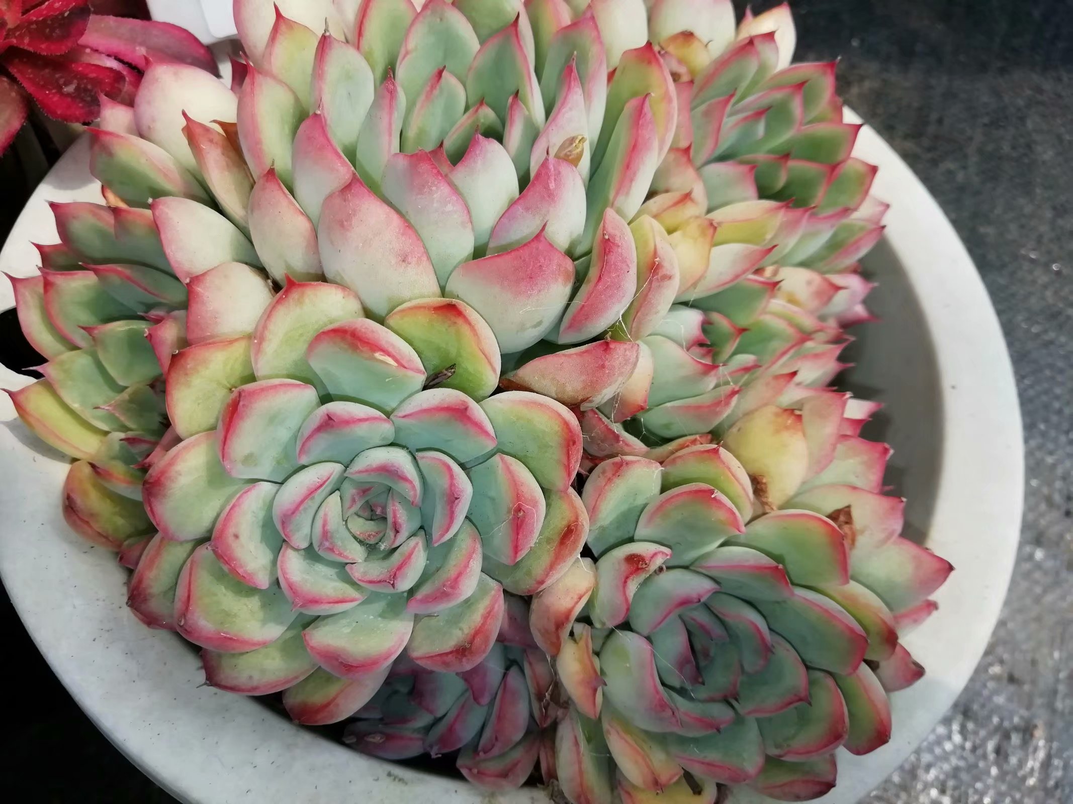 多肉养出状态来有多美?这102种多肉控养上色之后美呆了