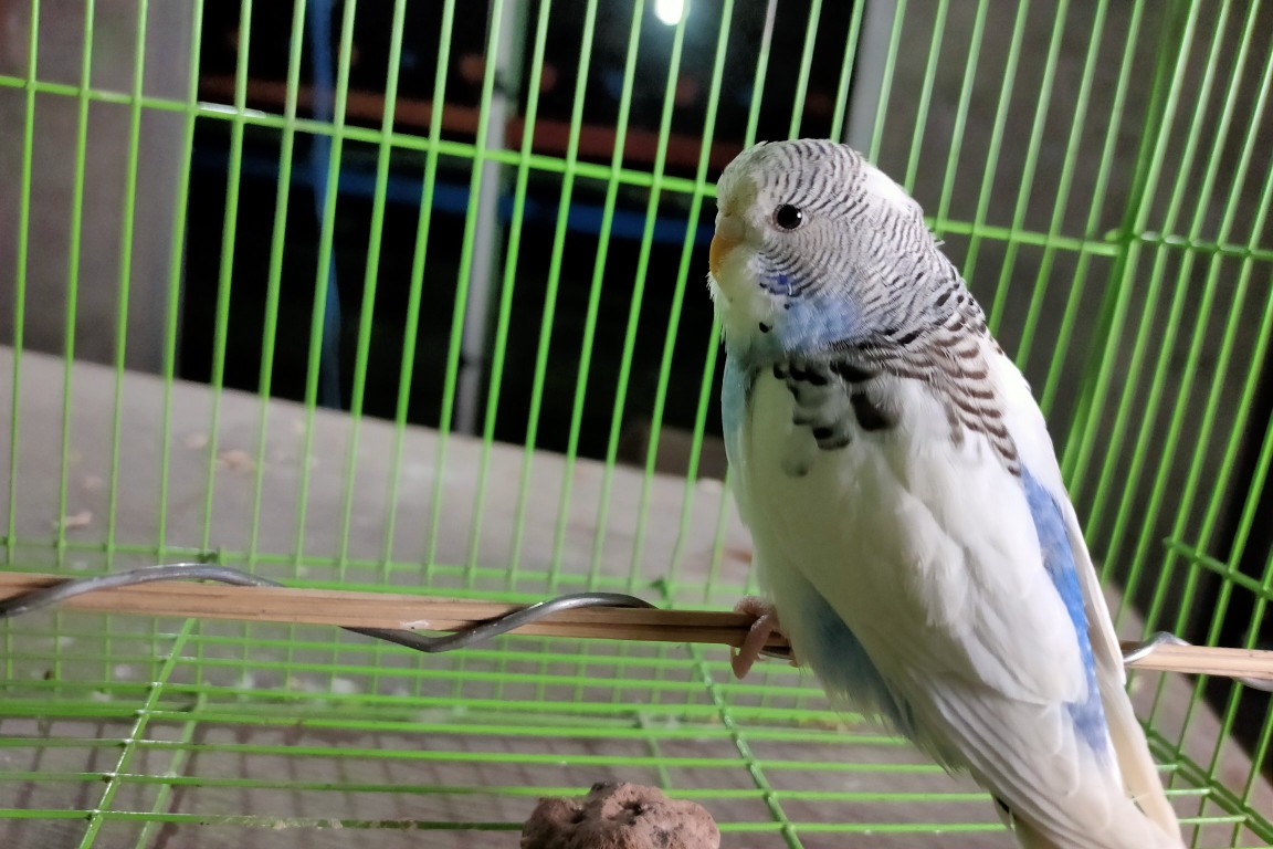 虎皮鹦鹉一共几种颜色,虎皮鹦鹉哪个品种最聪明