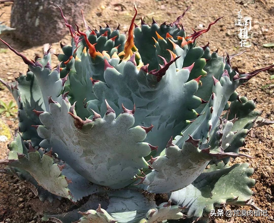 极品龙舌兰,精品龙舌兰欣赏