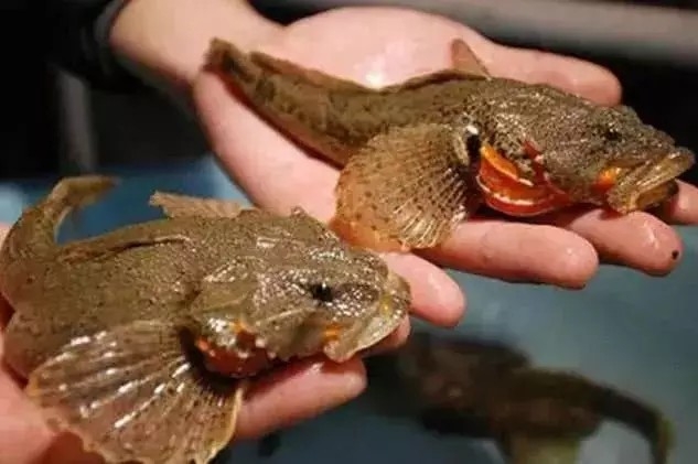 山海经都有哪些动物被证实存在,如果山海经的异兽真的存在