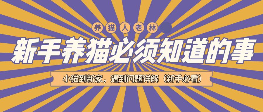 新手养猫没经验？小猫到新家，遇到问题详解（新手必看）