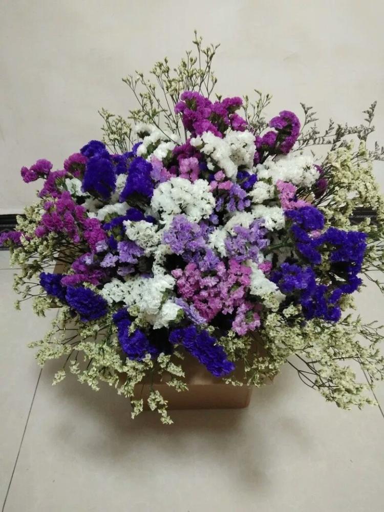 勿忘我绿植怎么养,养花勿忘我