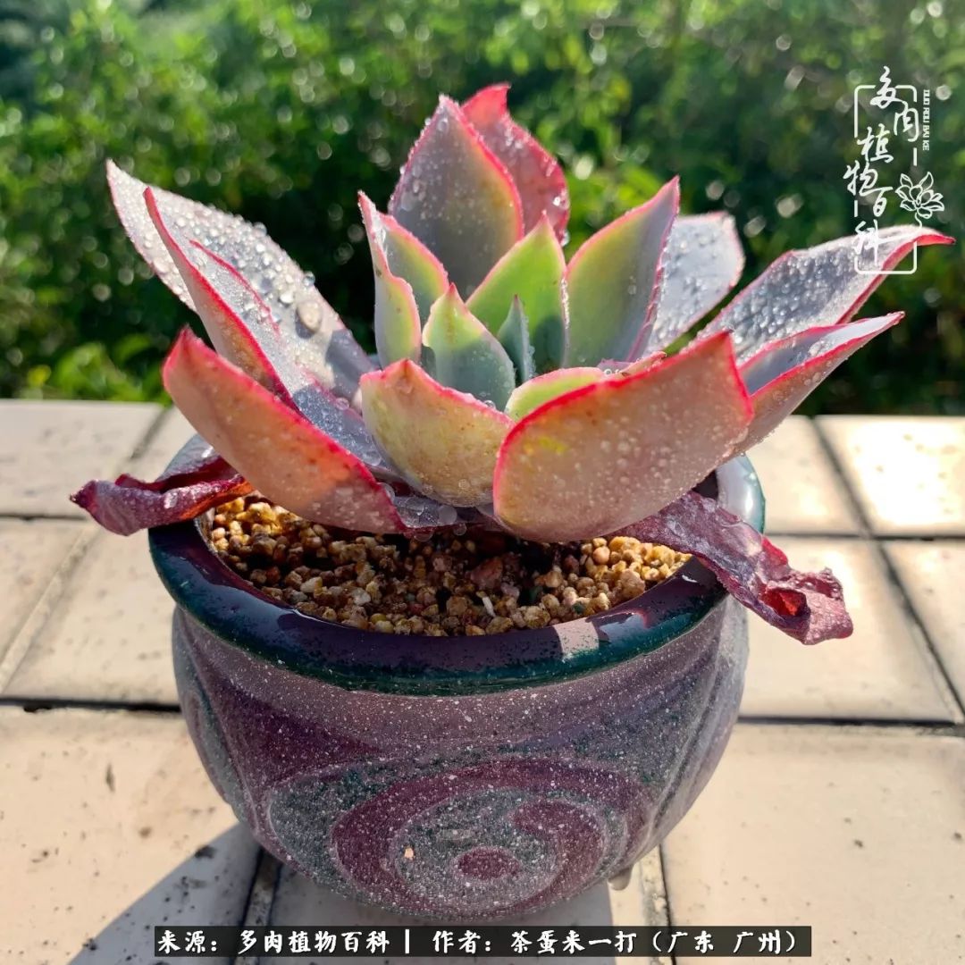 在冬日阳光下,记一个多肉小白的养肉历程