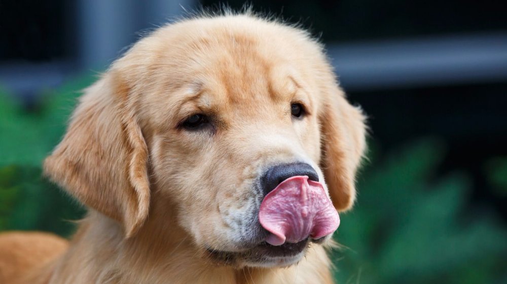 哪些行为会导致狗狗死亡,什么疾病会让狗狗突然死亡