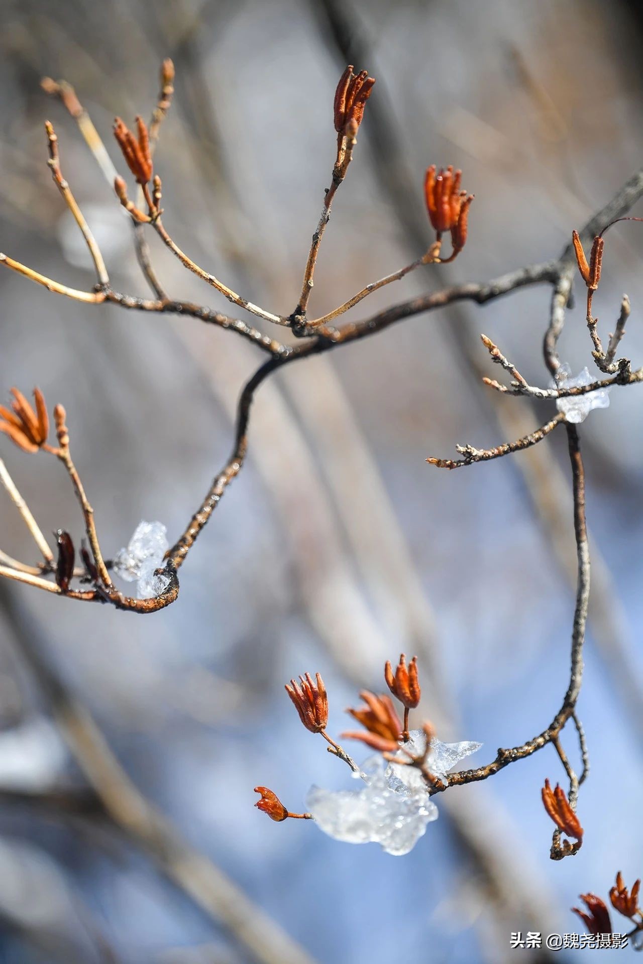 雪+雾凇+侧金盏+款冬=一次完美寻花之旅