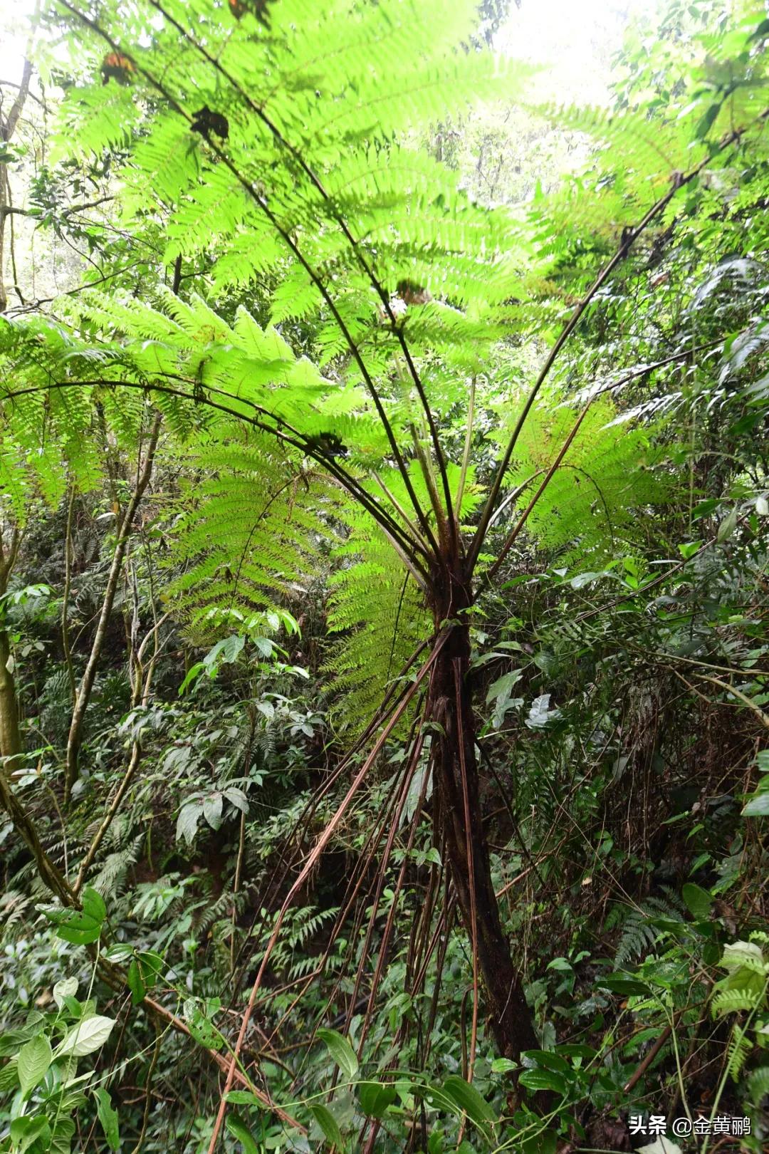 为什么云南女人长相好看,云南真的很漂亮吗