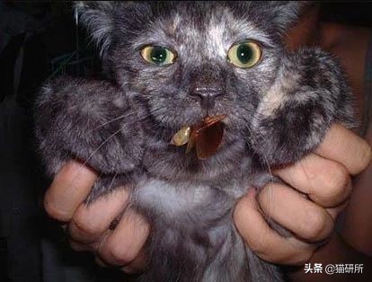 猫咪吃蟑螂该怎么教导,猫咪不小心吃了蟑螂怎么办