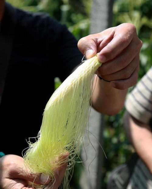 酵素是干嘛的为什么要喝酵素,酵素分类