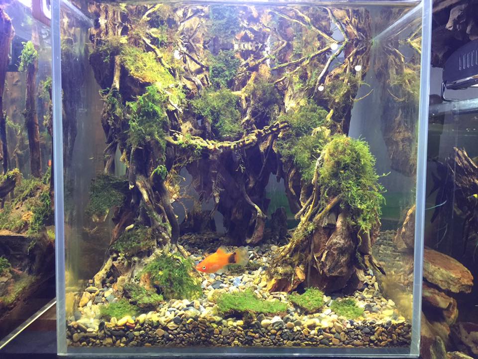 中国草缸,中国草缸造景图