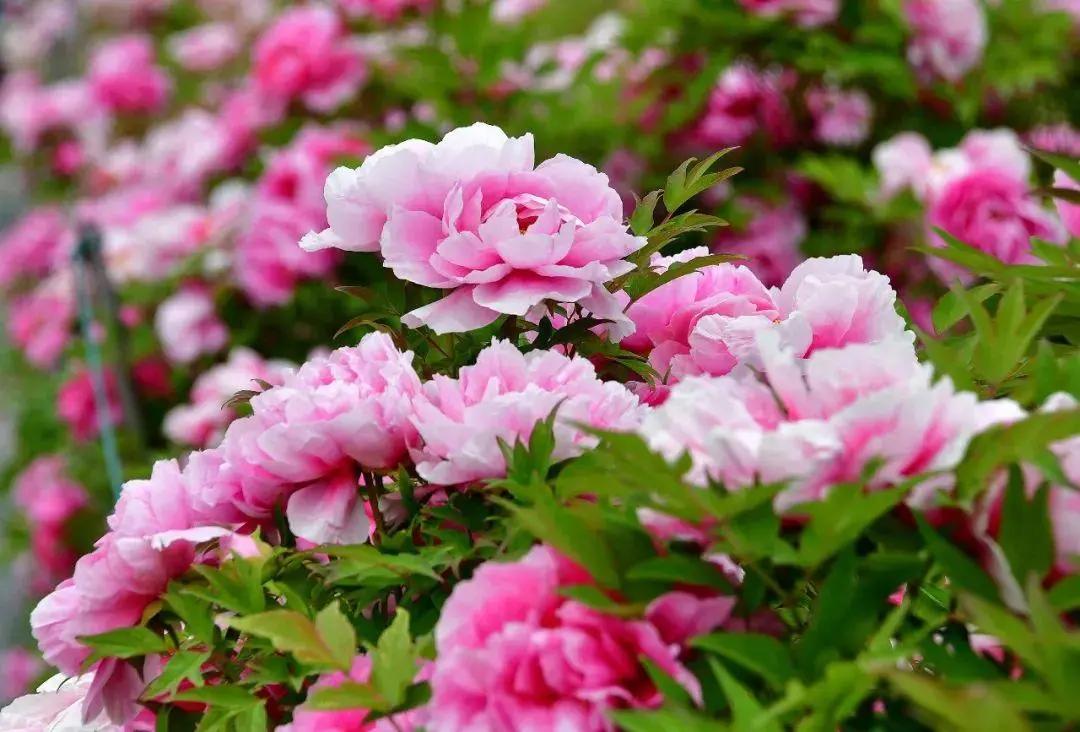 中国的国花是哪一种,中国的国花是什么时间定的